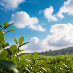 close up of plants in a field with white and green clouds