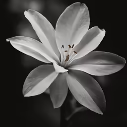 a black and white photo of a flower