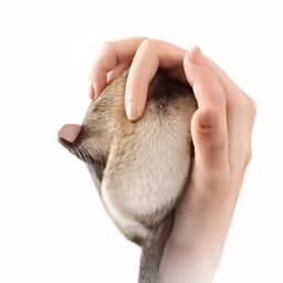 a hand holds a cat in the air