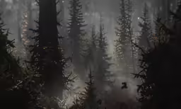 a dark forest with lots of trees and fog