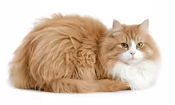 there is a fluffy cat with large furry hair