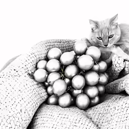 a cat sits in a basket with grapes