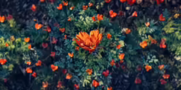 an orange flower that is on a tree branch