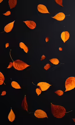 a dark background has orange leaves scattered around them