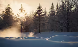 snow covered pine trees and fog rising from the ground