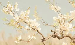 the branches of the trees with white flowers against a blue sky background
