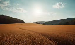 the sun shines over a wheat field