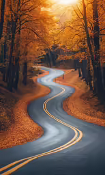 a road in autumn near many trees