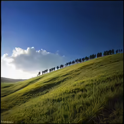 a field full of horses on the side of a hill
