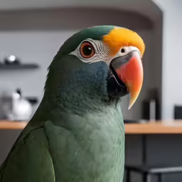 the parrot is in the kitchen with very bright feathers