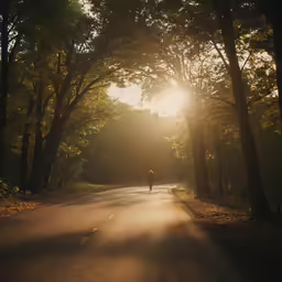 person walking along roadway at sunset near trees