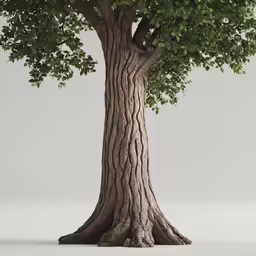 an old tree with green leaves, against a white background