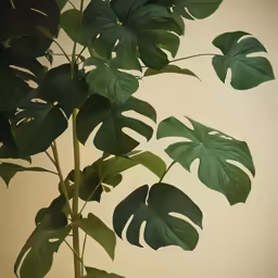 a plant in a pot, which appears to be a palm tree