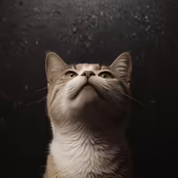 a cat is looking up into the sky