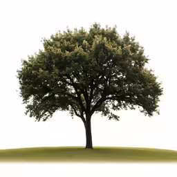 an up - close photo of a tree in the foreground