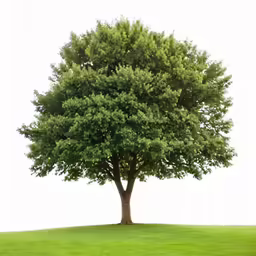 a lone green tree standing in a field