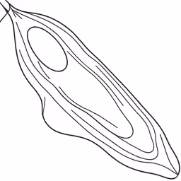 an illustration of the leaf and flower