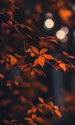a close up view of orange leaves on a tree
