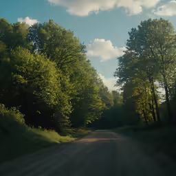 a dirt road surrounded by trees on both sides