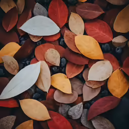 the surface of leaves with blueberries on the side