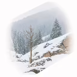 a single tree standing on the side of a snow covered hillside