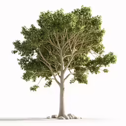 two green trees and rocks against a white background