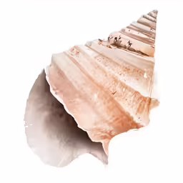 a closeup of a large clam on a white background