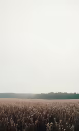 a field with dead grass and trees in the background