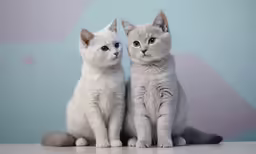 two cats sit in front of a pastel wall