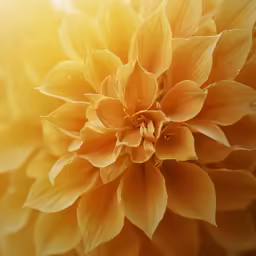 an orange flower with lots of yellow petals