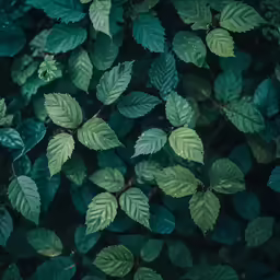 many leaves are growing up close together