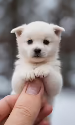 a person holding up a white and black puppy