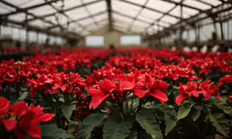 large array of red flowers with water droplets in greenhouse