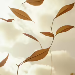 there is a large group of leaves that are blowing in the wind