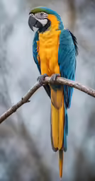 the parrot is perched on the tree branch
