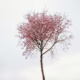 a tree with pink flowers near a gray sky