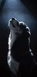 a black and white dog with its mouth open looking up