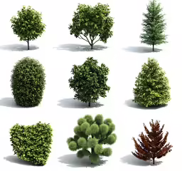 several trees that are different sizes and colors