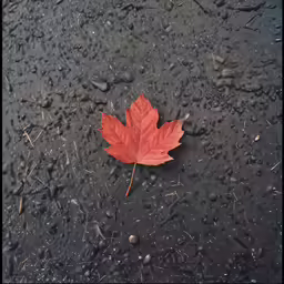 an orange leaf laying on a puddle of water