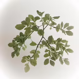 a branch with some leaves on it