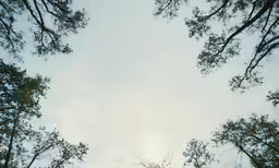 the sky is visible through the branches of many trees