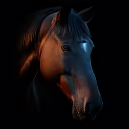 a dark horse with a white spot in the middle