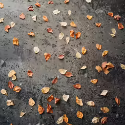 the petals of an autumn plant are scattered on the pavement