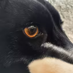 a closeup of a black dog with brown eyes