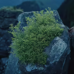 the rocks are covered with plants and foliage
