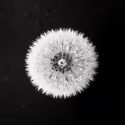 the dandelion is floating on the black background