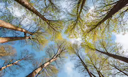 several tall trees with the sky in the background