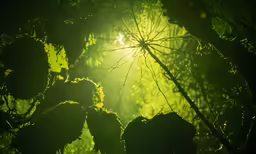 the sun through a tree branch with leaves