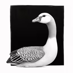 an image of a goose on a white background