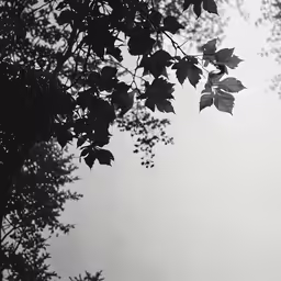leaves and branches, from below, look very leafy